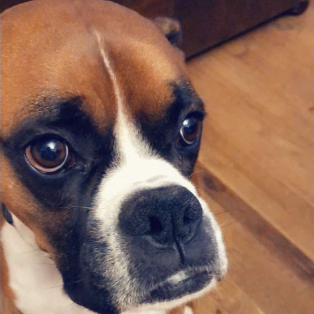 Meet your Posher, Peyton